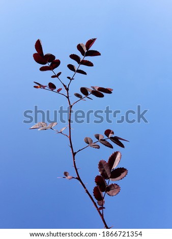 Similar – Image, Stock Photo red wine Summer