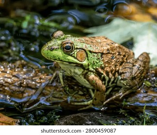 A medium shot of a brown and green patterned frog resting in a natural pond environment, wildlife, amphibian photography, blurred water background.