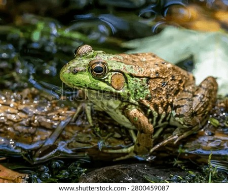 A medium shot of a brown and green patterned frog resting in a natural pond environment, wildlife, amphibian photography, blurred water background.
