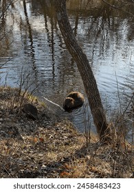 A medium shot of a Canadian beaver feeding on the bark of a branch, while sitting in the shallow waters of a river bank. A tree runs along the middle of the frame, with leaves, grass and water.