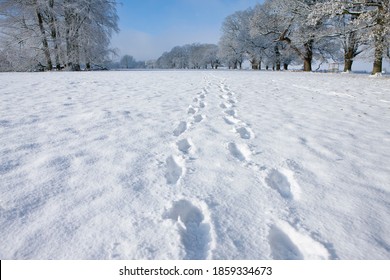 A medium shot of footprints on fresh snow on a pathway in winter.