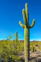 Medium Shot, Giant Cactus Saguaro Cactus (Carnegiea Gigantea) Against The Blue Sky, Arizona USA