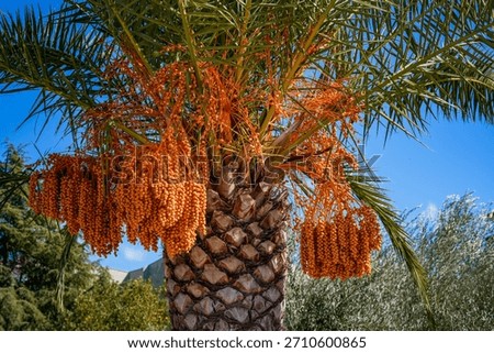 Medium shot of a palm tree with multiple clusters of ripe date fruits.