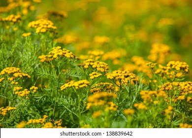 Medium Shot Of Ragweed Flowers In A Field, Blue Hill, Maine, USA.