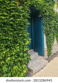 Medium shot of a rustic entrance featuring a deep teal-blue wooden door surrounded by lush, vibrant green ivy growing on the wall, with small brick steps leading up.