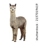 Medium silver grey alpaca looking at the camera- Lama pacos, isolated on white