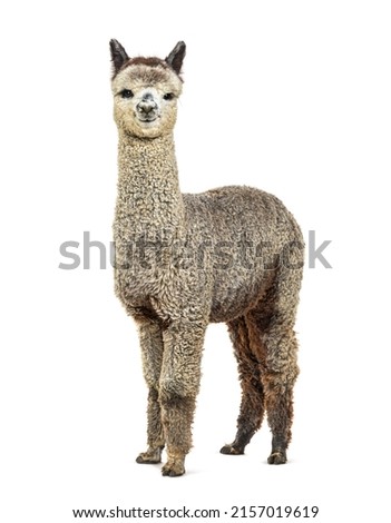 Medium silver grey alpaca looking at the camera- Lama pacos, isolated on white