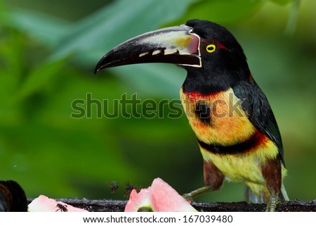 Similar – Image, Stock Photo A beautiful bird on red earth in Queensland.