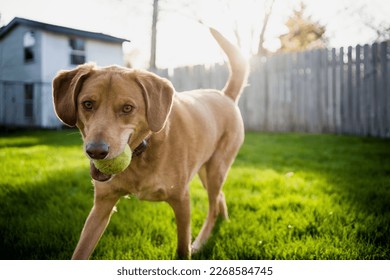 Medium Size Brown Dog Playing Fetch with Tennis Ball in Backyard Grass