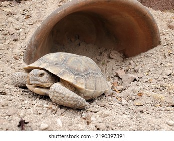 Medium Size Desert Tortoise Emerging From Burrow