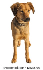 A Medium Size Mixed Breed Stray Dog Isolated