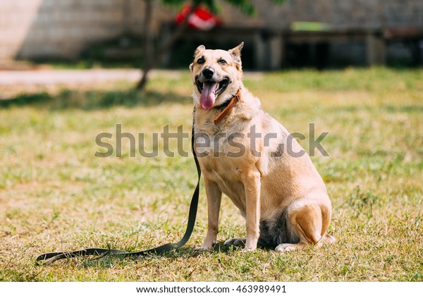 Medium Size Mongrel Mixed Breed Shorthaired Stock Photo Edit Now