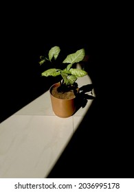 Medium Size Plant In A Single Light Source