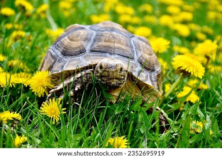 Medium size tortoise grazing in a field of yellow dandelions in the springtime in Wisconsin
