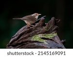 A medium - sized babbler with clay - colored and brown streaks underparts ,buffy cheeks and an  orange crown.