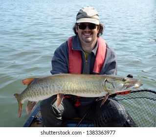 Medium Sized Barred Green Bronze Muskie Stock Photo 1383363977 ...