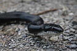 Medium Sized Black Rat Snake Slithering Across Gravel Driveway On A Farm In North East Tennessee