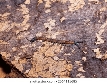 A medium sized Centipede which is found under rocks and in deadwood. The Tanzanian Blue Ring-leg is a voracious predator of other invertebrates with a powerful venom