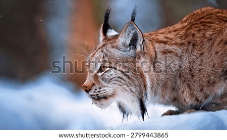 The medium sized Eurasian lynx (Lynx lynx) is native to Siberia, Central, East, and Southern Asia, North, Central and Eastern Europe. Resting in winter landscape in natural forest habitat