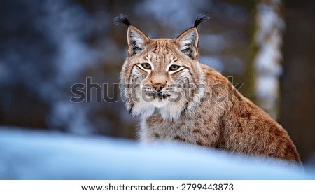 The medium sized Eurasian lynx (Lynx lynx) is native to Siberia, Central, East, and Southern Asia, North, Central and Eastern Europe. Resting in winter landscape in natural forest habitat