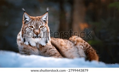 The medium sized Eurasian lynx (Lynx lynx) is native to Siberia, Central, East, and Southern Asia, North, Central and Eastern Europe. Resting in winter landscape in natural forest habitat