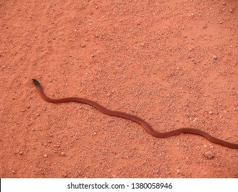 Medium Sized Gwarder, Or Western Brown Snake, Displaying A Polymorphism Color Variation, Or A Monk Snake, Seen At Nullagine, Western Australia.