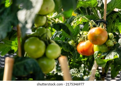 Medium Sized Red And Green Tomatoes Growing On An Urban Balcony Garden