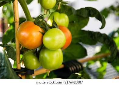 Medium Sized Red And Green Tomatoes Growing On An Urban Balcony Garden