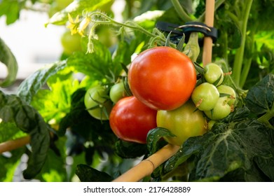 Medium Sized Red And Green Tomatoes Growing On An Urban Balcony Garden