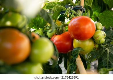 Medium Sized Red And Green Tomatoes Growing On An Urban Balcony Garden