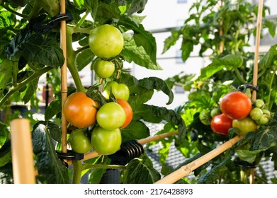 Medium Sized Red And Green Tomatoes Growing On An Urban Balcony Garden