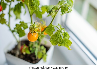 Medium Sized Red And Green Tomatoes Growing On A Pot An Urban Balcony Garden