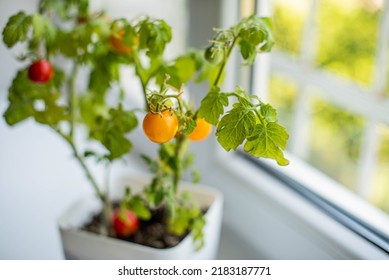 Medium Sized Red And Green Tomatoes Growing On A Pot An Urban Balcony Garden