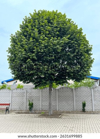 A medium-height, green-leafed ash tree on a gray paved courtyard, with a gray brick wall in the background.