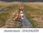 A medium-sized, brown and white dog stands on its hind legs and runs across a grassy path