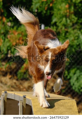 Medium-sized dog in agility competition. Border Collie, fast dog, high-level competition, determined, winning