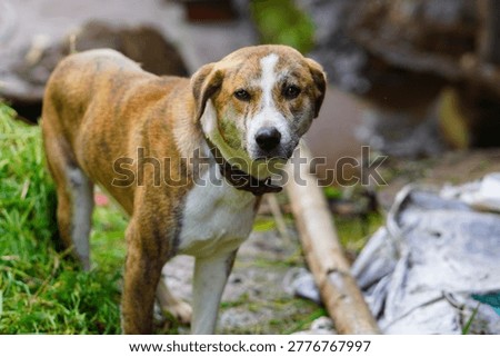 A medium-sized dog with a brindle coat and a distinctive white blaze on its forehead and chest, wearing a collar, standing in a natural outdoor setting.