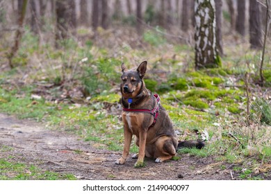 Medium-sized dog sitting in a pine forest. He has brown and black hair, a gray collar and red braces. His ears are erect. Trees and moss on the ground are visible in the background.