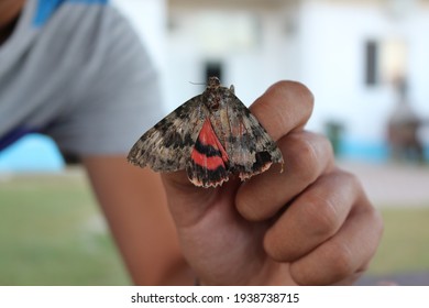 medium-sized moth that has gray and red wings