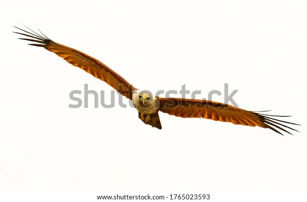A medium-sized raptor with a rounded tail\
unlike other kites. Adults are unmistakable with a white head and\
breast contrasting with otherwise brick brown plumage.Juveniles are\
a darker brownish-black.