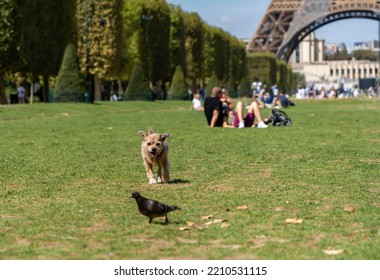 A Medium-sized Red-black-and-white Dog Hunts For A Pigeon On The Champ De Mars Near The Eiffel Tower On A Sunny Summer Day.