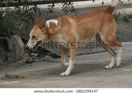 A medium-sized stray dog walking cautiously on an urban sidewalk with sidewalk