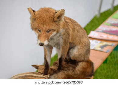 Medium-sized stuffed fox on a themed stand