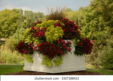 A Medley Of Coleus Plants Adorn A Large White Planter