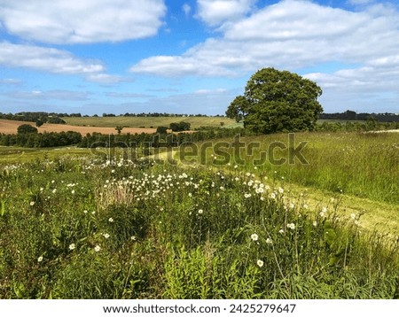 Medow fields and a blue sky, tree, path in countryside England. Picturesque