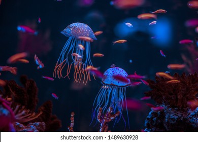 medusa aquarium deep dark ocean jellyfish