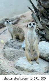 meercat