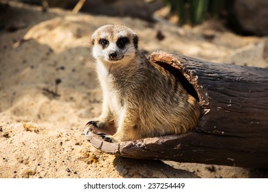 Meercat