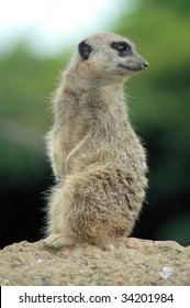 Meercat