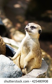 Meercat 